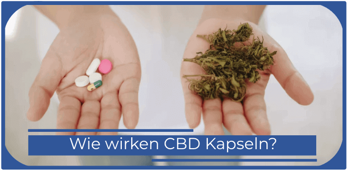 CBD Kapseln Wirkung Wirkungseintritt