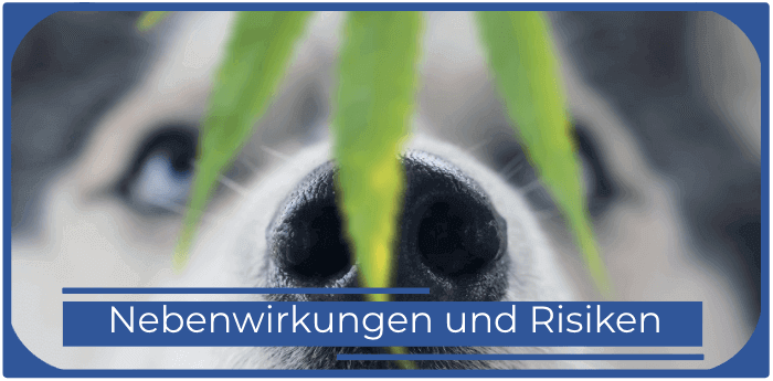 Cbd oil fuer Hunde Nebenwirkungen Risiken