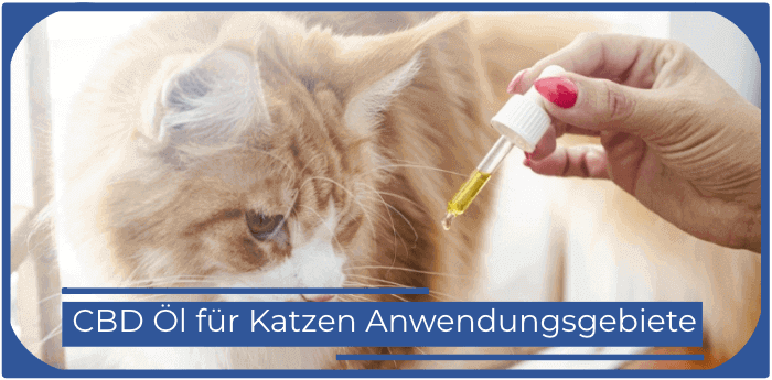 Cbd oil fuer Katzen Anwendungsgebiete Anwendung