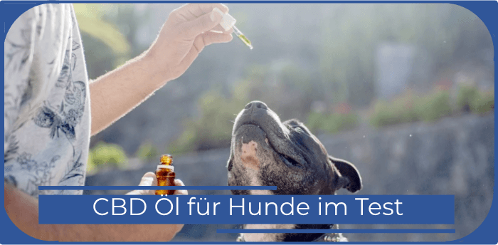 CBD Oil fuer Hunde Titelbild