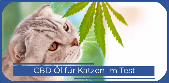 Cbd Oil fuer Katzen Titelbild