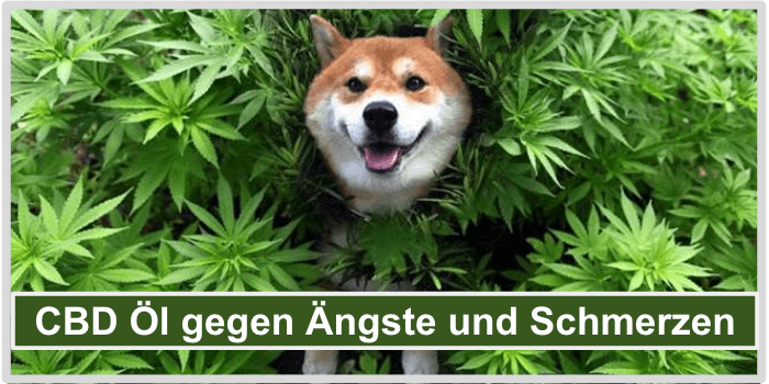 CBD Oel Aengste Schmerzen Titelbild