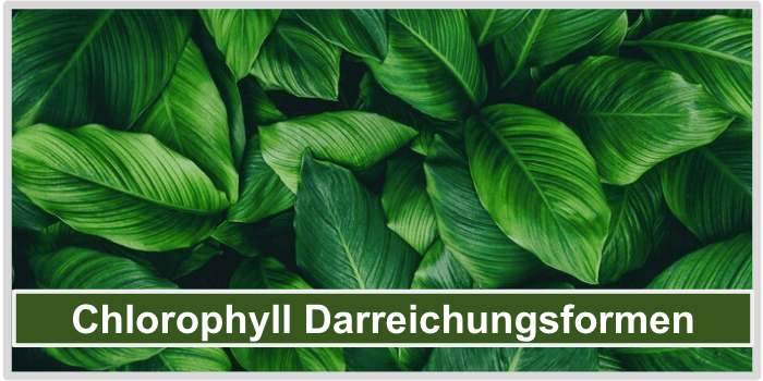 Chlorophyll Arten Bild