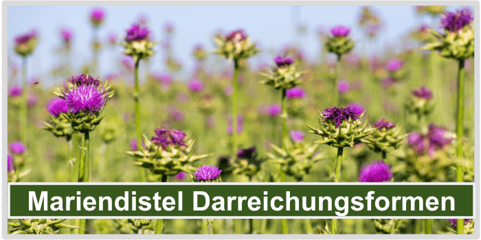 Mariendistel Darreichungsformen Bild