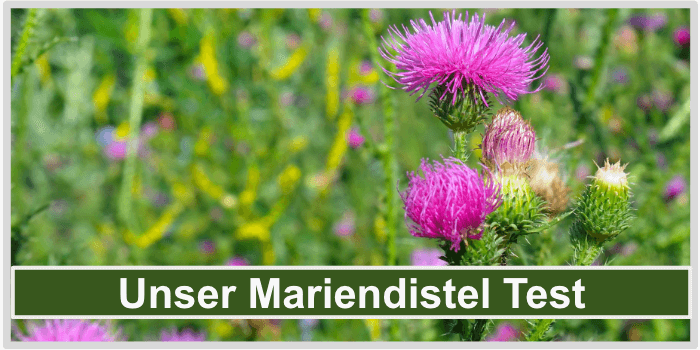 Mariendistel Test Bild