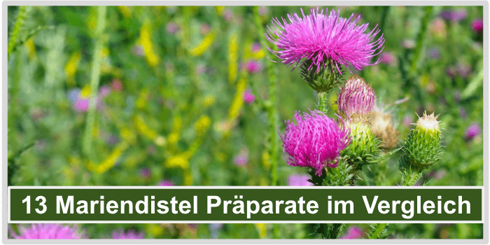 Mariendistel Vergleich Titelbild