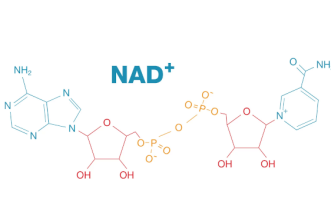 NAD+ Structure