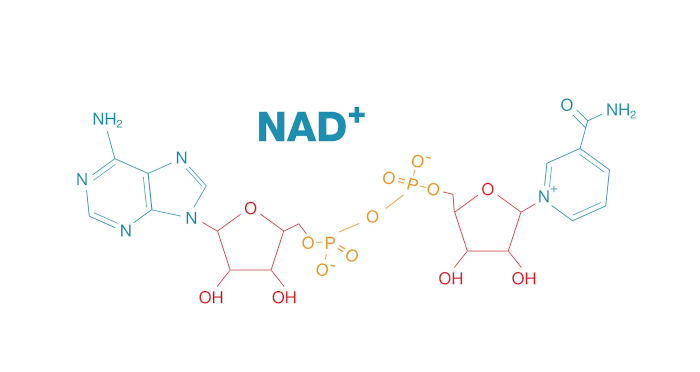 NAD+ Structure