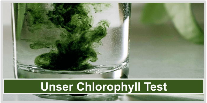 Unser Chlorophyll Test