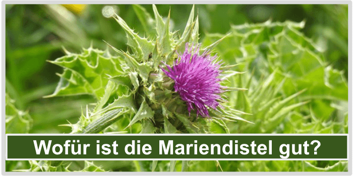 Vorteile Mariendistel Bild