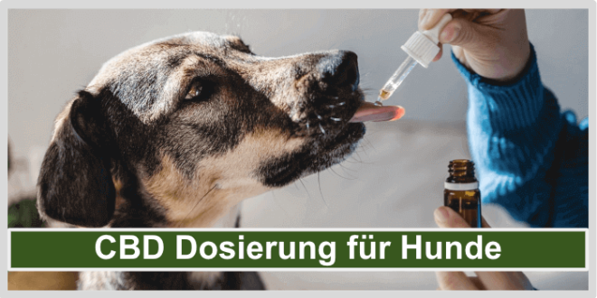 CBD Dosierung fuer Hunde Titelbild