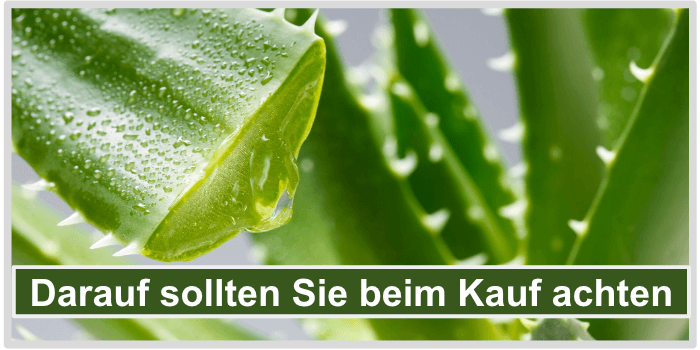 Darauf beim Aloe Kauf achten Bild