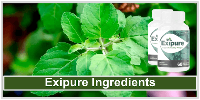 Exipure Ingredients